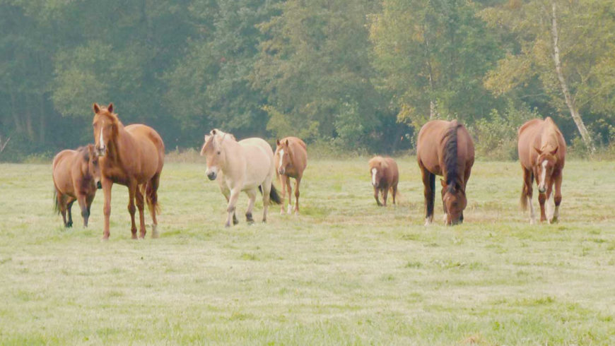 Présentation des chevaux