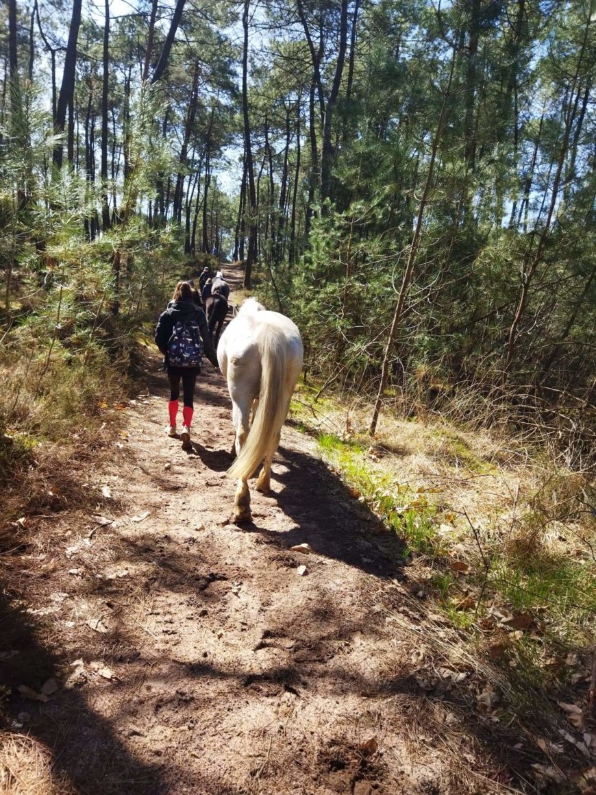 Séjour « Reliance à Soi en compagnonnage avec les Chevaux »