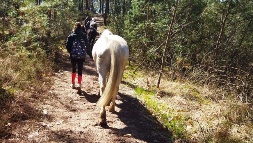 Séjour « Reliance à Soi en compagnonnage avec les Chevaux »