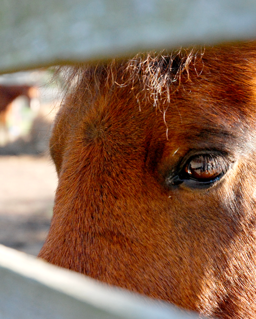 Tango poney Equiconfiance