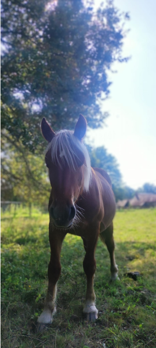 Muguet cheval Equiconfiance