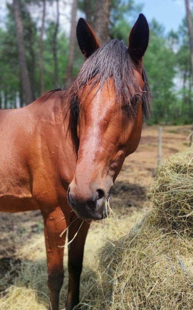 Ibycus le cheval d'équithérapie qui a du charme.