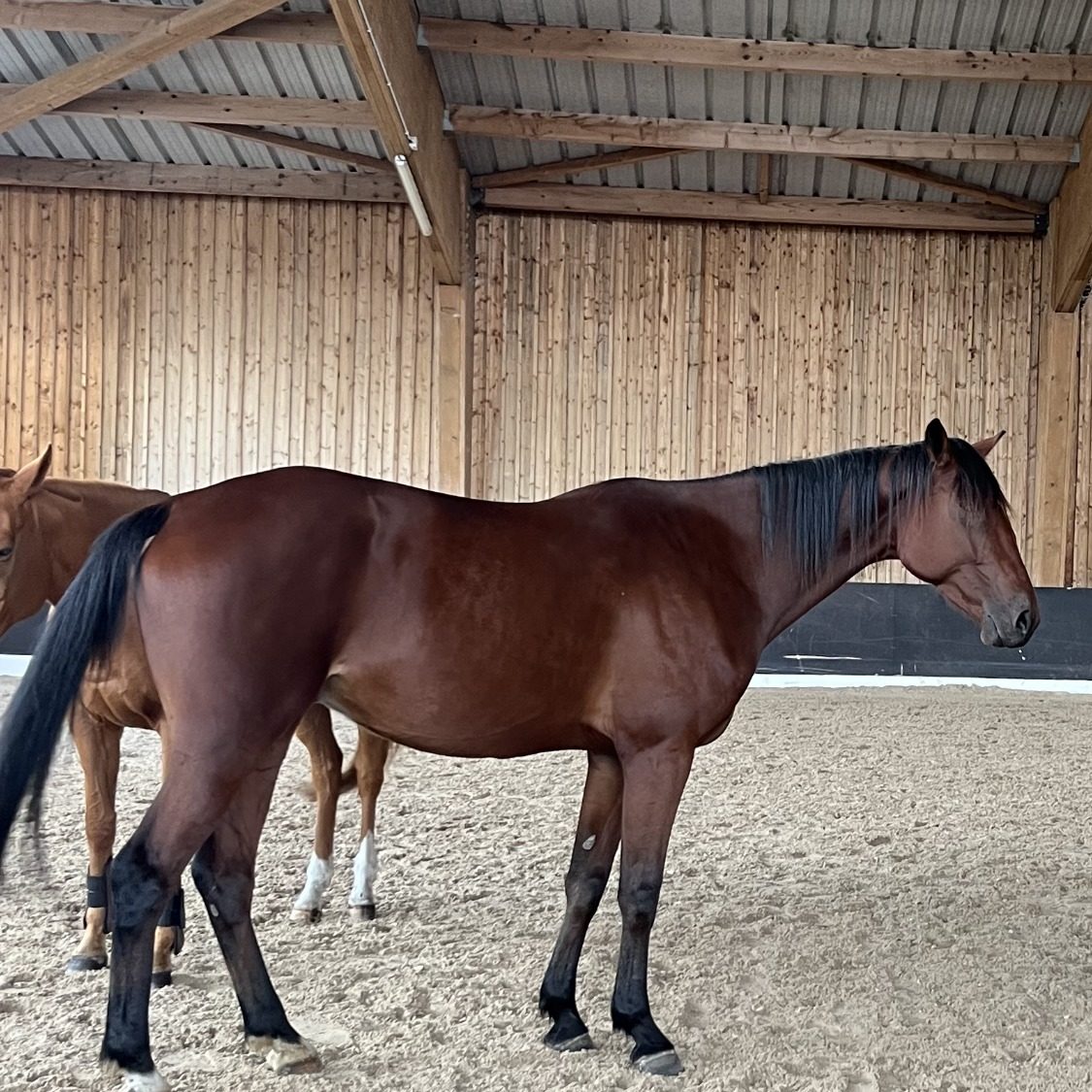 Ibycus le cheval qui a du charme.