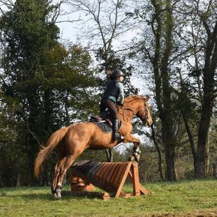 Lady la jument qu'il faut conquérir. Equiconfiance